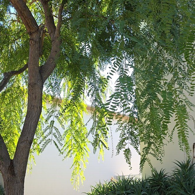 Photo of the plant species Tipa by @SmashingCat47 named da Vinci on Greg, the plant care app