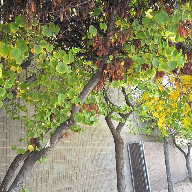 Photo of the plant species Judas Tree by @SmashingCat47 named Clooney on Greg, the plant care app