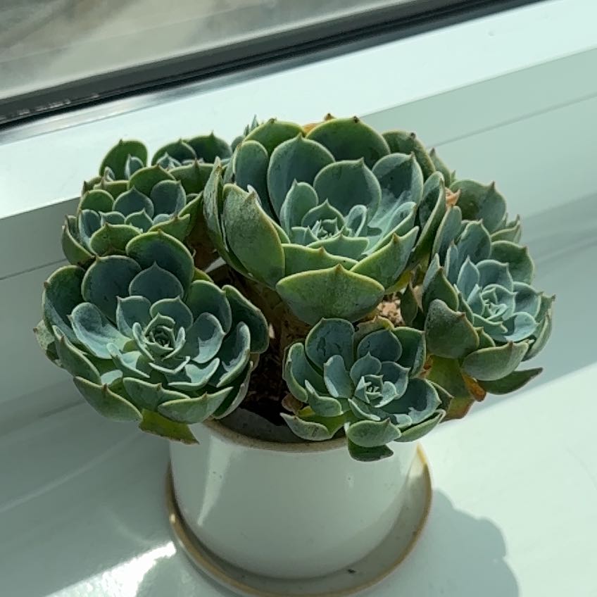 Photo of the plant species Echeveria x imbricata by @IconSunburst40 named Blue on Greg, the plant care app