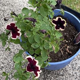 Photo of the plant species Petunia 'Cascadia' by @HolyAnthora87 named Pax on Greg, the plant care app