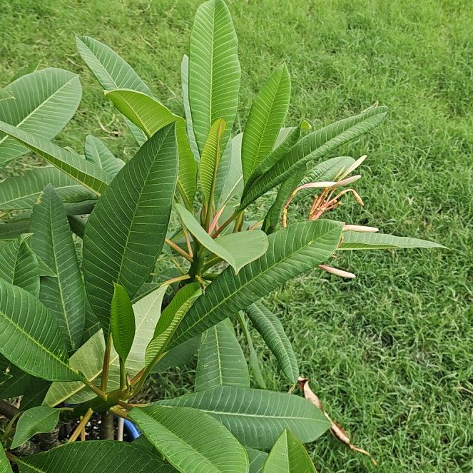 Photo of the plant species PLUMERIA by @FunBigfoot49 named Maui on Greg, the plant care app