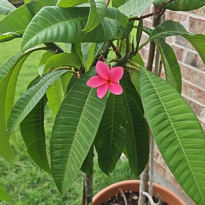 Photo of the plant species Dwarf Pink Plumeria by @FunBigfoot49 named Pinkie on Greg, the plant care app