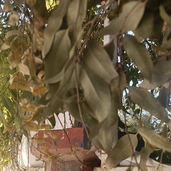 Photo of the plant species Japanese Pagoda Tree by @WhizOleander53 named Leonardo on Greg, the plant care app