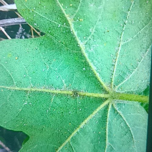 Photo of the plant species Fetid Passionflower by @FrontpageLime87 named Orlando Bloom on Greg, the plant care app