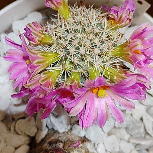 Photo of the plant species Mammillaria sheldonii by @SwiftBaibua33 named Lola on Greg, the plant care app