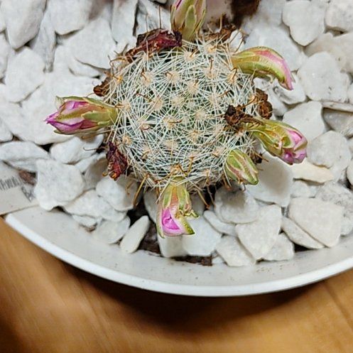 Photo of the plant species Mammillaria sheldonii by @SwiftBaibua33 named Morgan Treeman on Greg, the plant care app