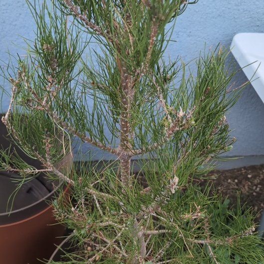 Photo of the plant species Afghan Pine by @LuckyHoupara0 named Agatha on Greg, the plant care app