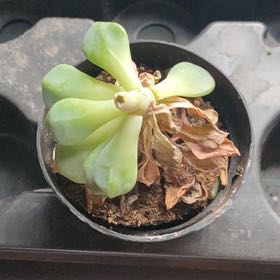 Photo of the plant species Echeveria Ruby Kissed by @acevzx named Mollie on Greg, the plant care app