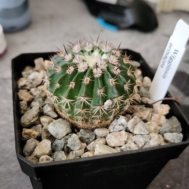 Photo of the plant species Wigginsia Erinacea by @YernCassava16 named Wiggins on Greg, the plant care app