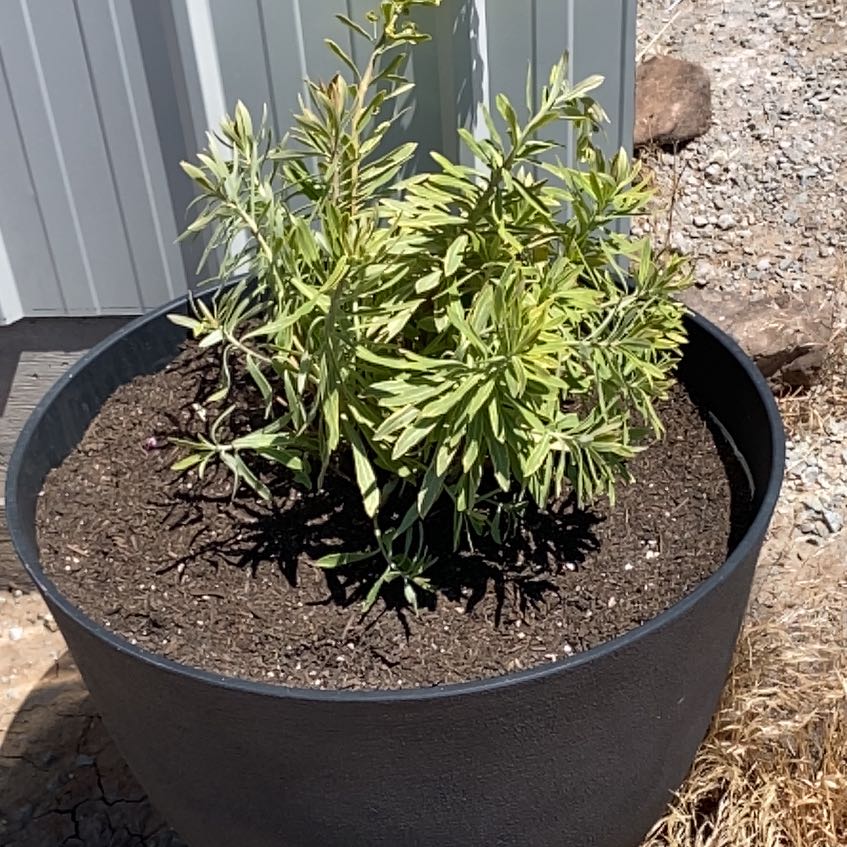 Photo of the plant species Euphorbia 'Ascot Rainbow' by @PureDyebush14 named Bella on Greg, the plant care app