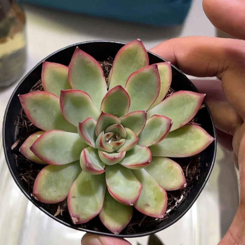 Photo of the plant species Echeveria 'Pelusida' by @GlowingBarley3 named Pax on Greg, the plant care app