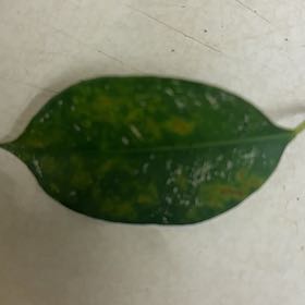 Photo of the plant species Ficus Beniamina by @AceSucc81 named Treeyoncé on Greg, the plant care app