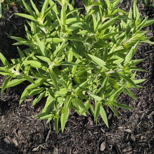 Photo of the plant species Sweetscented Marigold by @SoigneTobacco40 named Orlando Bloom on Greg, the plant care app