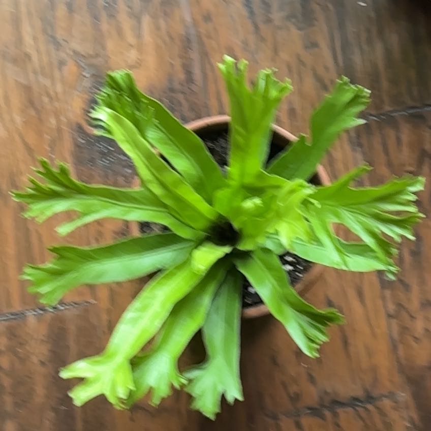 Photo of the plant species Fishtail fern by @DeanPinoak97 named Apollo on Greg, the plant care app