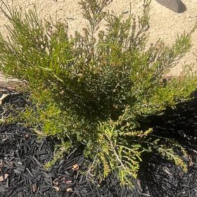 Photo of the plant species Savin Juniper by @LordlyBlueelf14 named Rainier on Greg, the plant care app