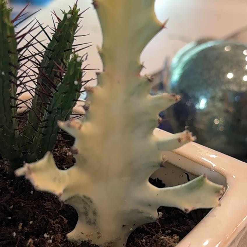 Photo of the plant species 'Ghost Cactus' by @AbleMendoza53 named Figyonce on Greg, the plant care app