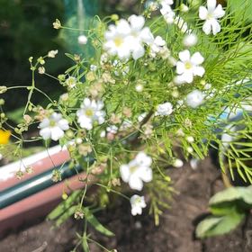 Photo of the plant species Russian Vine by @ZanyKonjac19 named Shakira on Greg, the plant care app