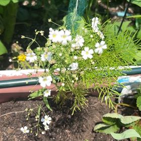 Photo of the plant species Russian Vine by @ZanyKonjac19 named Diana on Greg, the plant care app