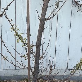 Photo of the plant species Plum by @WinBeans21 named Willie on Greg, the plant care app