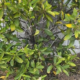 Photo of the plant species Lemon and Lime Tree by @WinBeans21 named Captain Plant-it on Greg, the plant care app