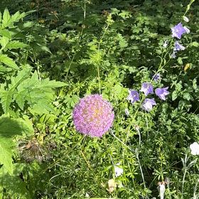 Photo of the plant species Peach-Leaved Bellflower by @OptimalKaramu69 named da Vinci on Greg, the plant care app