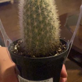Photo of the plant species Weberbauerocereus rauhii by @LordlyRedvein98 named Dax on Greg, the plant care app