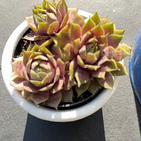 Photo of the plant species Sempervivum 'Pacific Blue Ice' by @RadOrchid25 named Gates on Greg, the plant care app
