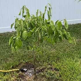 Photo of the plant species Minneola Tangelo by @ProWhiterose17 named Bieber on Greg, the plant care app