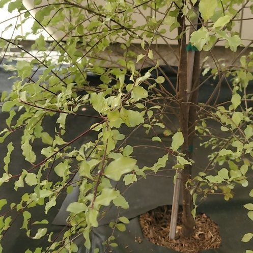 Photo of the plant species Kōhūhū by @FavoriteNeem named Treeyoncé on Greg, the plant care app