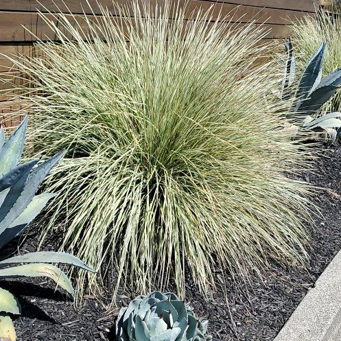 Photo of the plant species Silver Tussock by @FavoriteNeem named Bodhi on Greg, the plant care app
