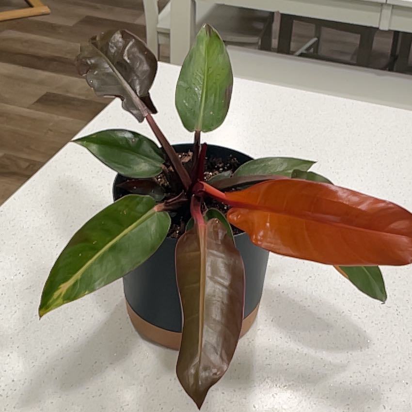 Photo of the plant species Sun Red by @ShipshapeWeed34 named Marilyn on Greg, the plant care app