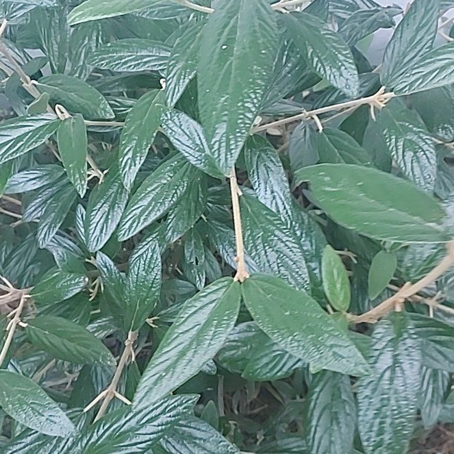 Photo of the plant species Wrinkled Viburnum by @PoeticRedmint14 named Terra on Greg, the plant care app