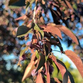 Photo of the plant species Tree Fuschia by @BubblyIcarus13 named Elina on Greg, the plant care app