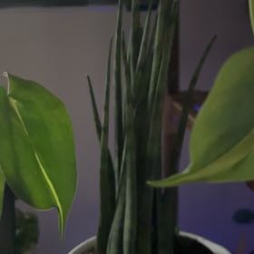 Photo of the plant species Sansevieria 'Fernwood Mikado' by @SundaeSunday named Sahara on Greg, the plant care app