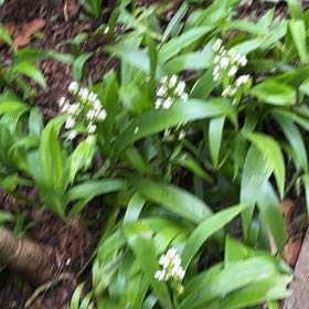 Photo of the plant species Ramsons by @FancySalal83 named Coco on Greg, the plant care app