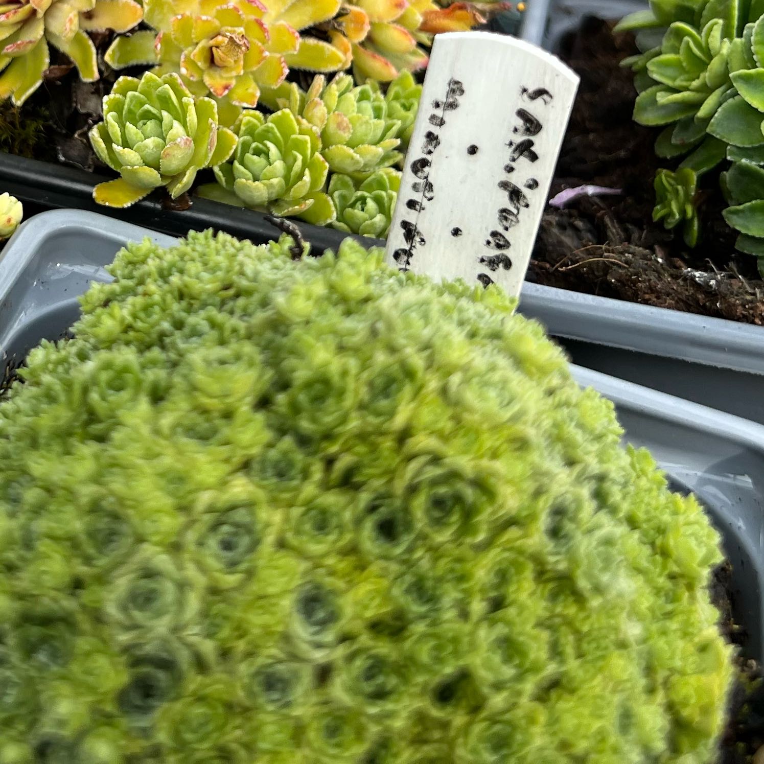 Photo of the plant species Livelong Saxifrage by @SightlyLilac named Kesha on Greg, the plant care app