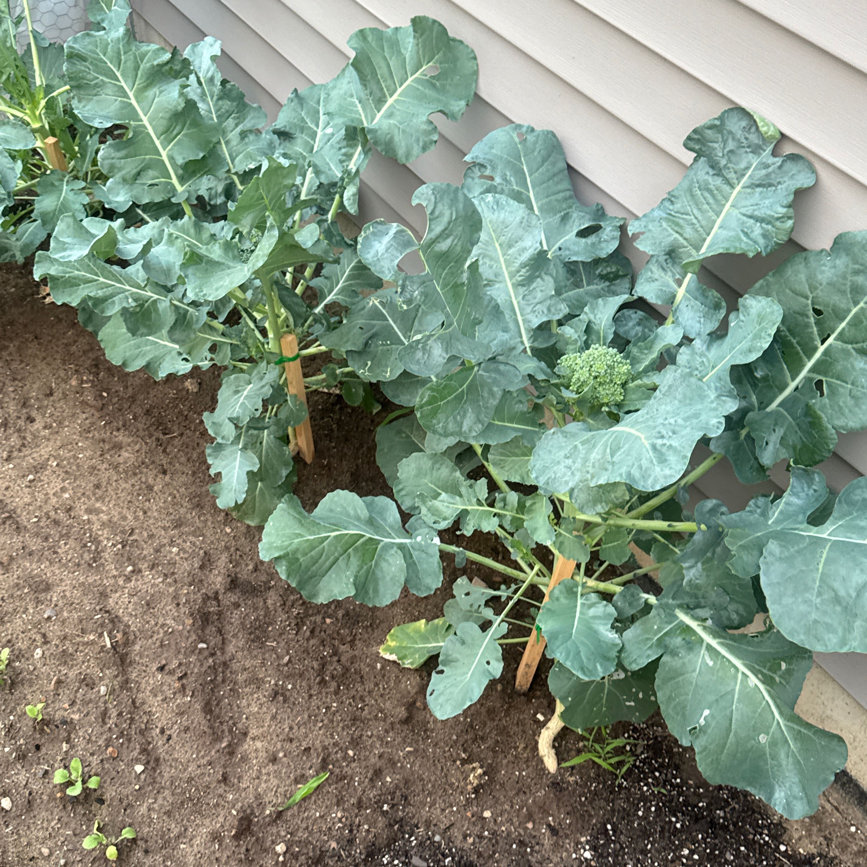 Photo of the plant species Broccoli by @CosmicRiberry named Miley on Greg, the plant care app