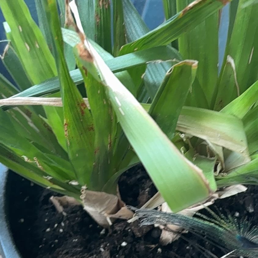 Photo of the plant species Tall Flatsedge by @DynamiteMira named Diana on Greg, the plant care app