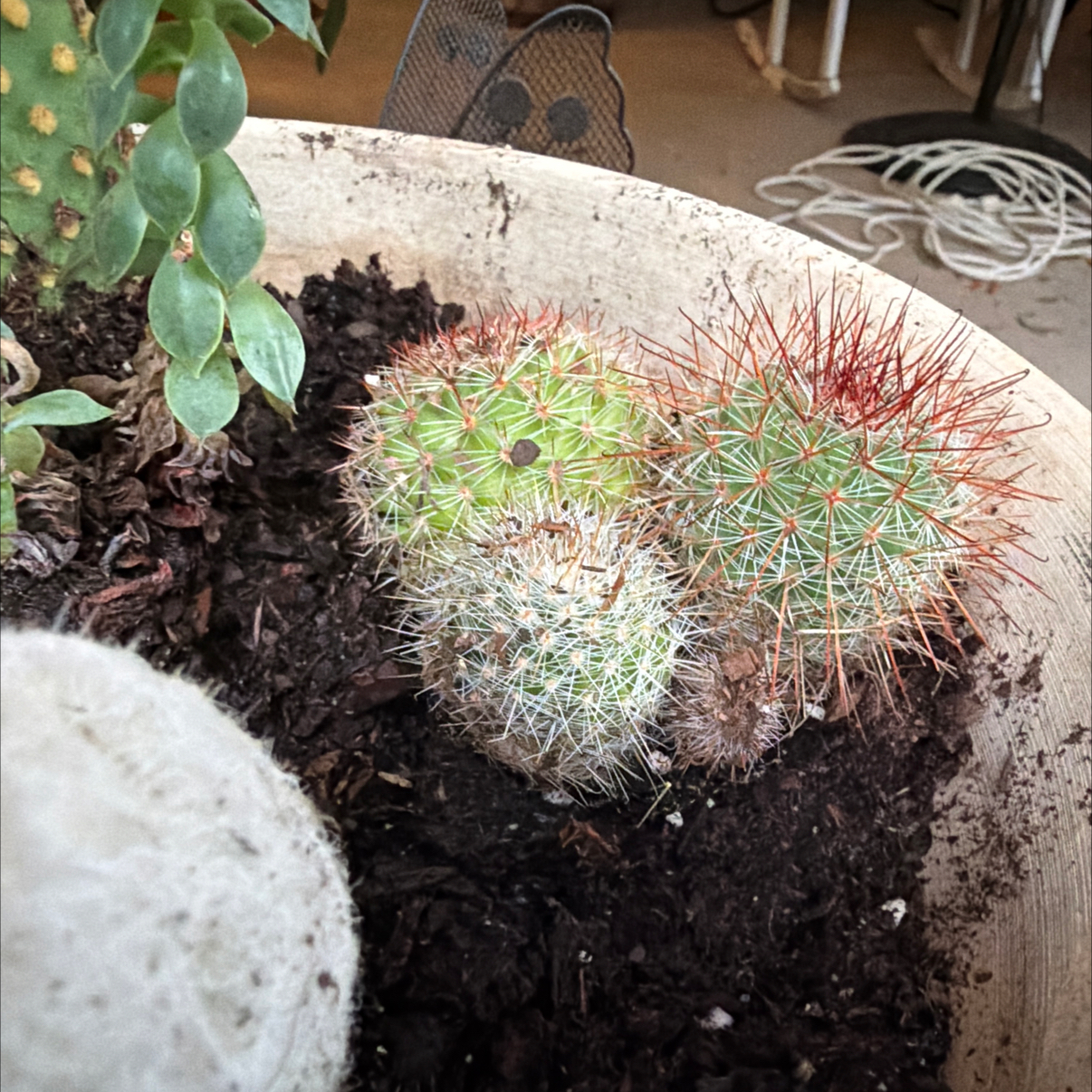 Photo of the plant species Rainbow Pincushion by @SherylsOasis named Surya on Greg, the plant care app