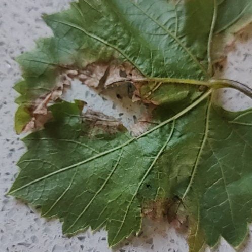 Plant care for Engelmann's Ivy on Greg, the plant care app