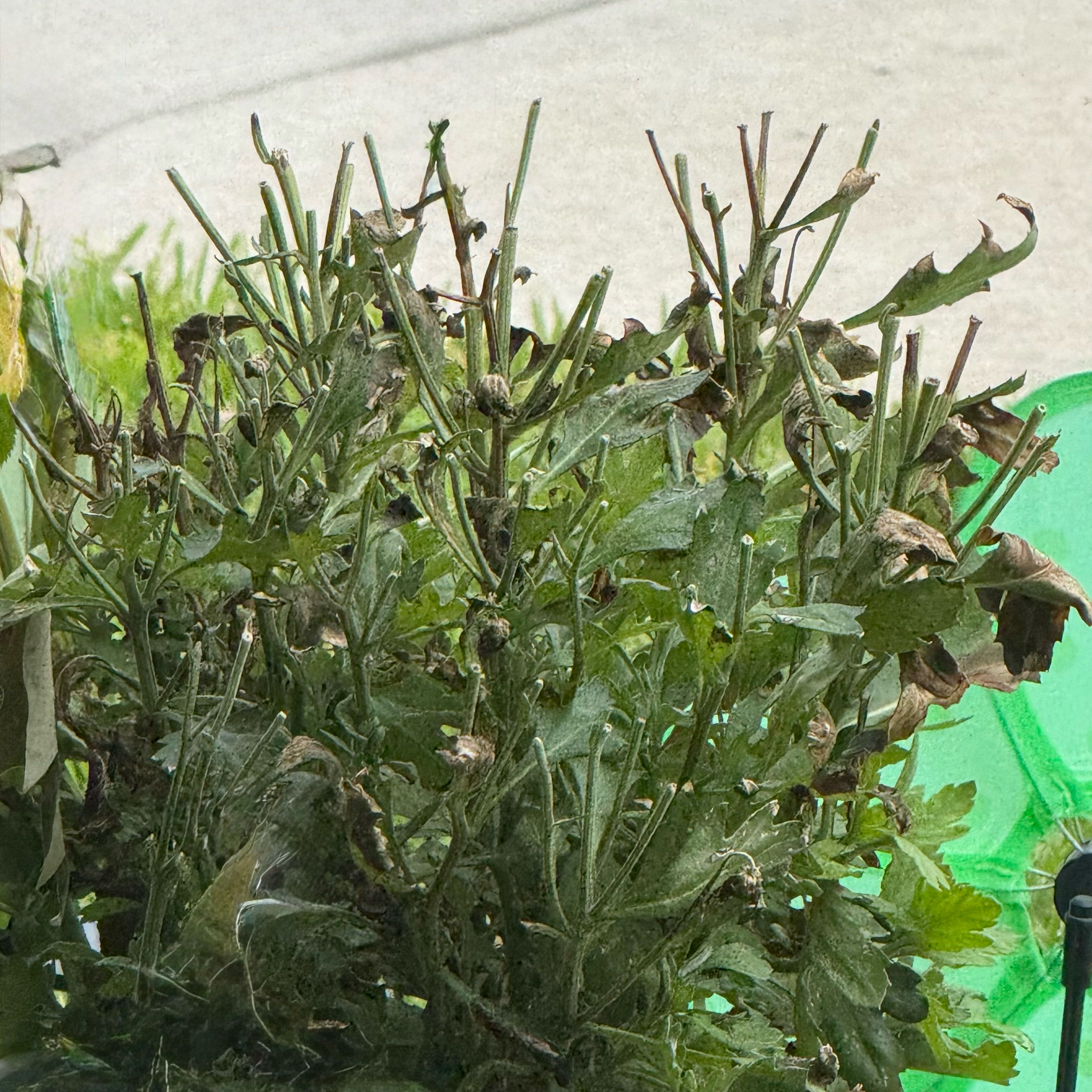 Photo of the plant species Chrysanthemum 'Crete' by @WiseGalega28 named Peter Parker on Greg, the plant care app