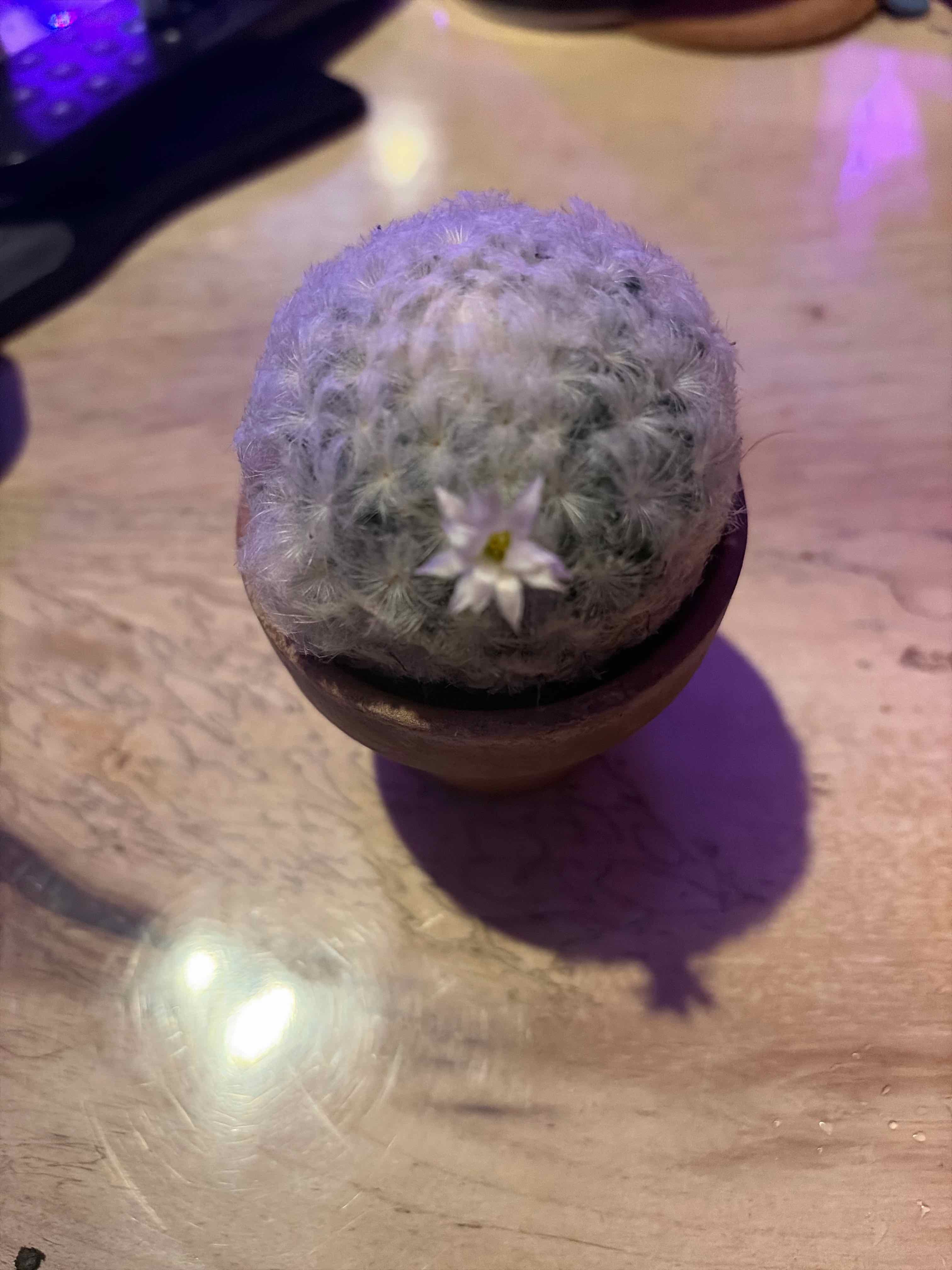 Photo of the plant species feather cactus by @BraveNettediris named Oscar on Greg, the plant care app