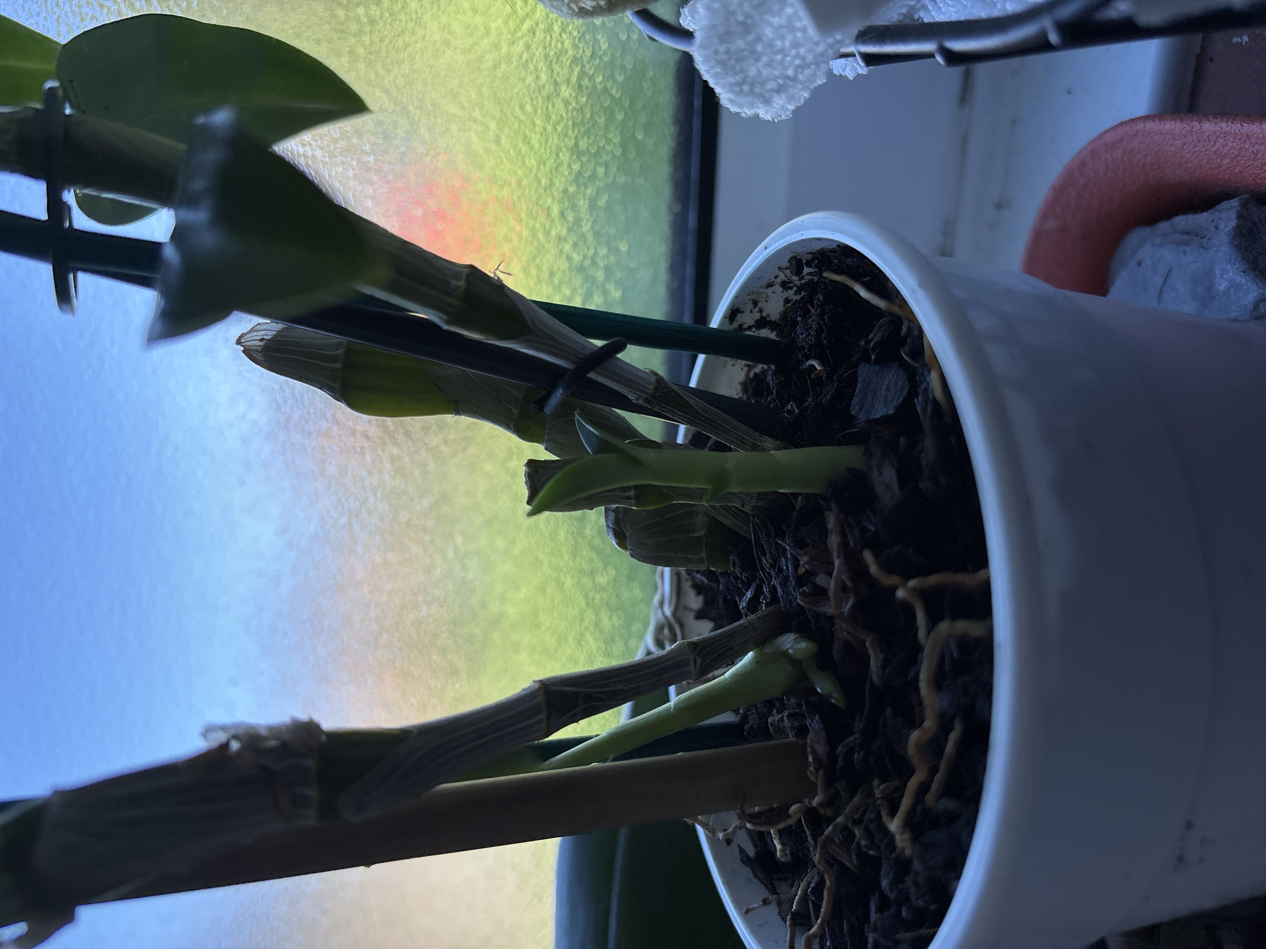 Photo from the post