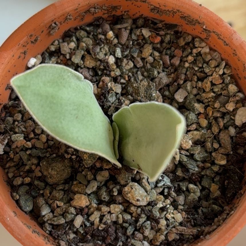 Photo of the plant species Propeller Plant by @BraveNettediris named Rainier on Greg, the plant care app