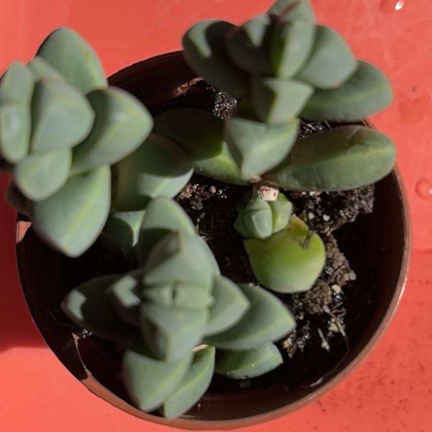 Photo of the plant species Geometric Succulent by @BraveNettediris named Thomas on Greg, the plant care app