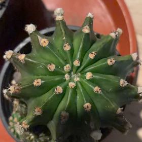 Photo of the plant species Echinopsis eyriesii by @BraveNettediris named Stabby  McStabby on Greg, the plant care app