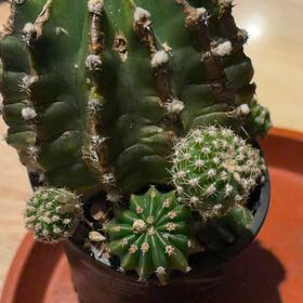 Photo of the plant species Echinopsis eyriesii by @BraveNettediris named The Beast on Greg, the plant care app