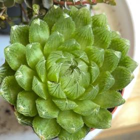 Photo of the plant species Variegated Cathedral Window Haworthia by @BraveNettediris named Clarity on Greg, the plant care app