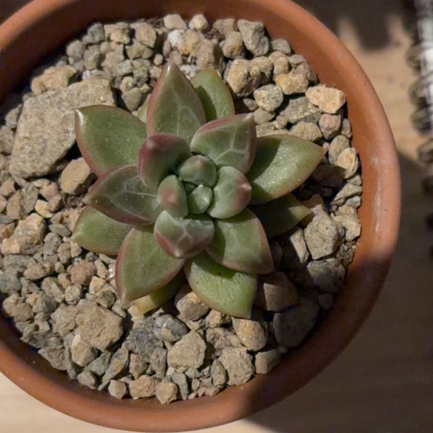 Photo of the plant species Diamond Succulent by @BraveNettediris named Tivoli on Greg, the plant care app