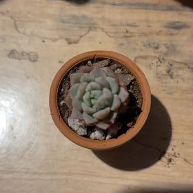 Photo of the plant species Echevera by @BraveNettediris named Mini on Greg, the plant care app